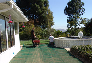 Landscapers roll out the sod.