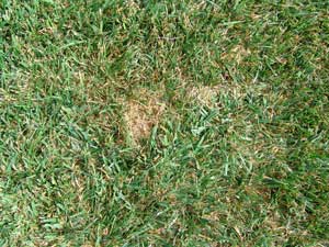 Patch of dead grass.